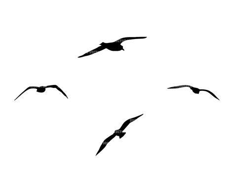 Flying Seagull Svg. Vector Cut File for Cricut Silhouette - Etsy