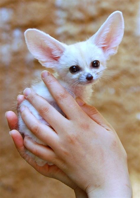 Don't worry he'll grow into his ears. Maybe.https://ift.tt/2PgKtdn ...