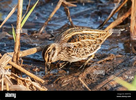 jack snipe or jacksnipe, Lymnocryptes minimus, single bird feeding in ...