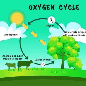 Explain the oxygen cycle in detail.