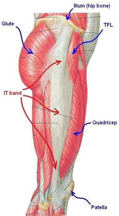 Iliotibial Band Anatomy | Bone and Spine