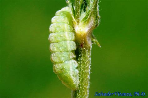 Lepidoptera-Lycaenidae-Leptotes marina-Marine blue LARVA (A) - Urban ...