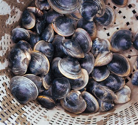 Hard Clam Aquaculture 101 | Edible Jersey