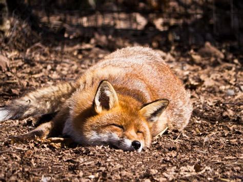 Red Fox sleeping stock image. Image of animal, lying - 33114693