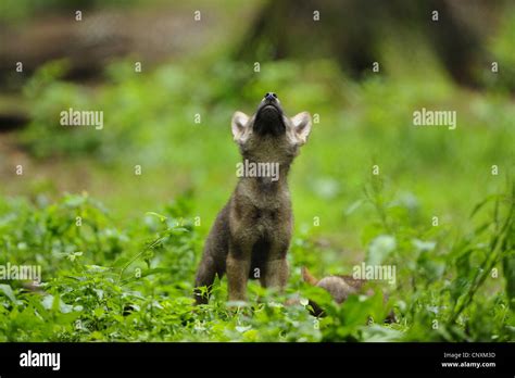 Baby Arctic Wolf Howling