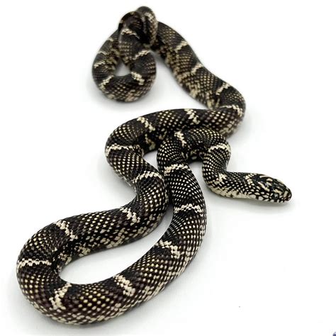 Outer Banks Eastern King Snake - baby