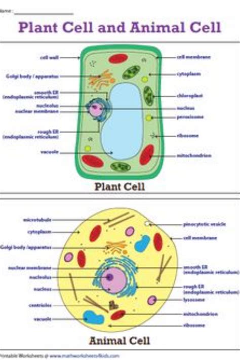 Plant Cell And Animal Cell Venn Diagram | Plant and animal cells, Science cells, Animal cell