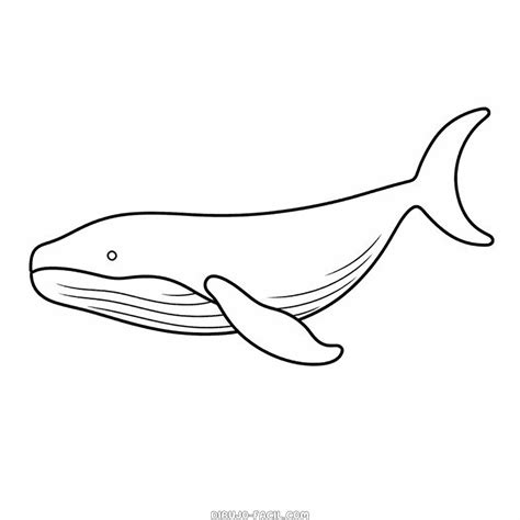 Dibujo fácil de ballena jorobada | Dibujo Facil