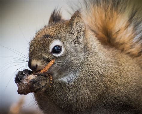 Squirrel in Pine Tree - campestre.al.gov.br