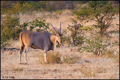 Botswana Wildlife Page