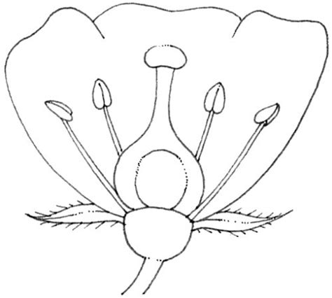 Flower cross section diagram - Lizzie Harper