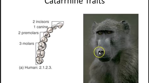 Primate Traits for Classification - YouTube