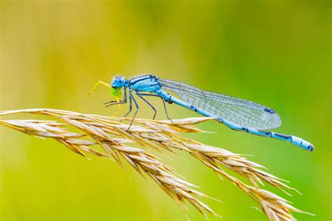 Canon Macro Photography: Canon 100mm f/2.8 L IS Macro - Photos & Videos (Canon 1DX)