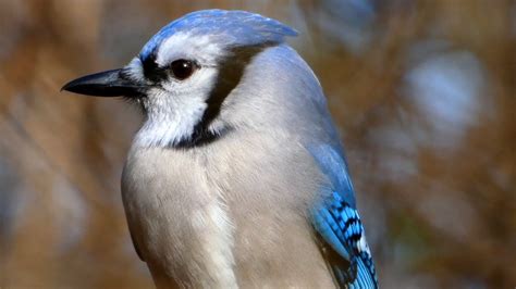 Blue jay call sounds, eating | Bird - YouTube