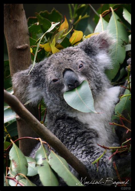 Koala eating eucalyptus leaves | Cute Stuff | Pinterest | Wildlife ...