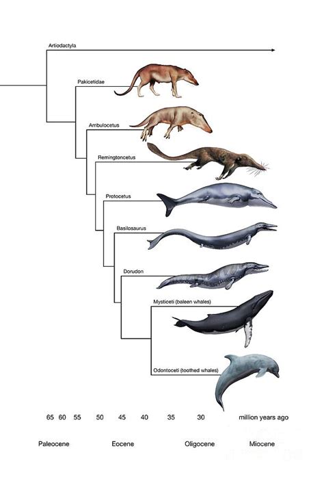 Whale Evolution Photograph by Mikkel Juul Jensen / Science Photo Library | Fine Art America