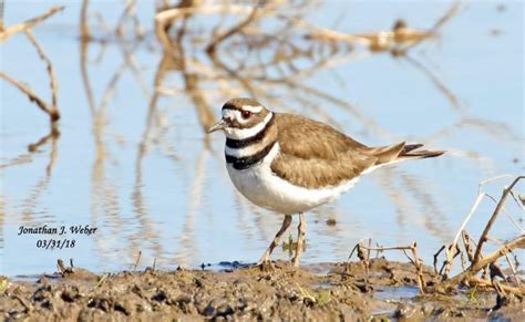 Spring Killdeer Migration - Trapperman Forums