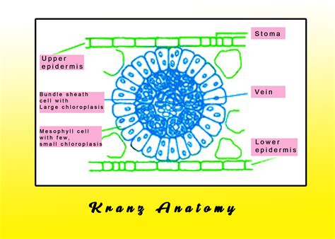 In Kranz anatomy, the bundle sheath cells have- (a)Thin walls, many intercellular spaces, and no ...