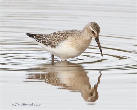 Curlew Sandpiper juv Chelmarsh 11 9 10 IMG_7115 | Curlew, Sandpiper, Bird species