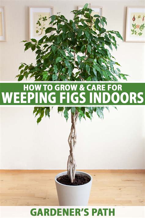 How to Grow and Care for Weeping Fig Plants (Ficus benjamina)