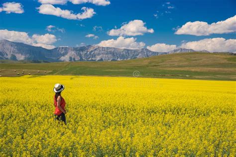 Canola/rapeseed Field in Canada Stock Photo - Image of fuel ...