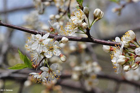 American Plum, Wild Plum, Prunus americana,