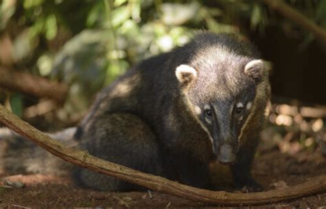 Badgers: characteristics, habitat, and behaviors. Learn all about them ...