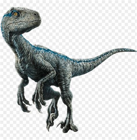 Velociraptor - Jurassic World El Reino Caído Dinosaurios PNG ...