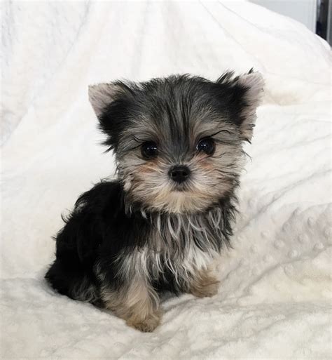 Perfect Teacup Morkie Puppy for sale! - iHeartTeacups