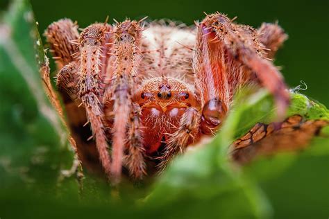 Cross Orbweaver Spider Photograph by Aron's Tiny Safari | Fine Art America