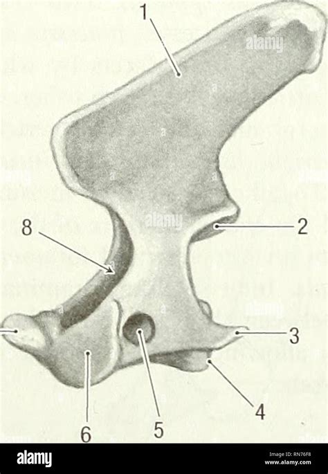 Ventral Arch