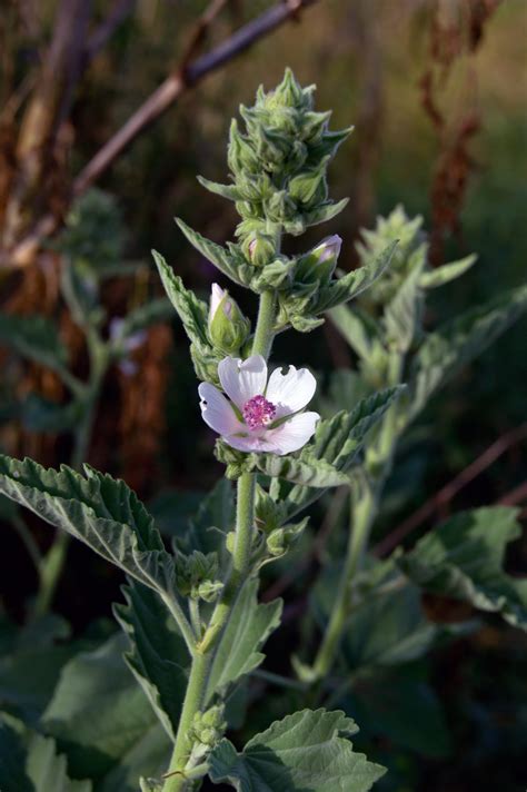 Growing the Marshmallow Plant in Your Garden - Southeast AgNET