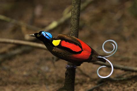 The 20-Year Quest to Track Down Every Bird-of-Paradise Species Before They Vanish | Gizmodo UK