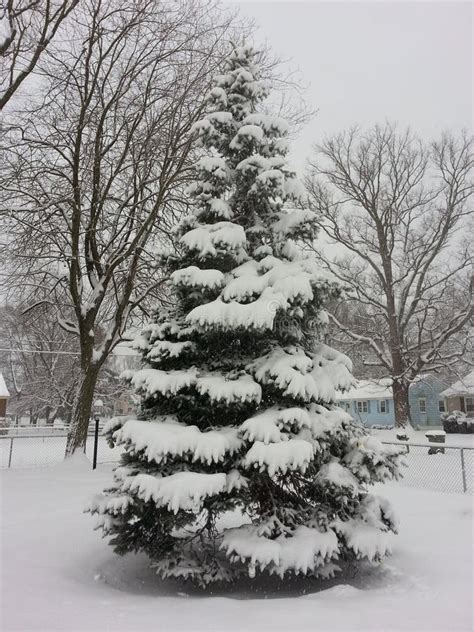 Douglas Fir with Snow Covered Branches Stock Photo - Image of douglas ...