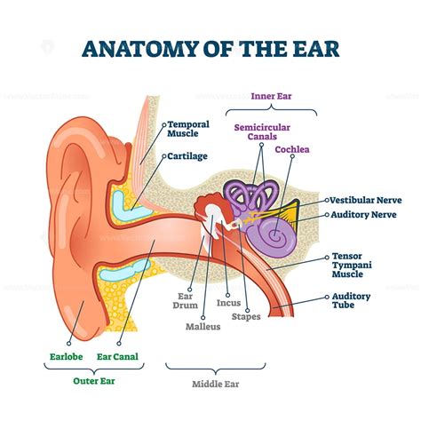 Vestibular system anatomy and inner ear medical structure outline ...