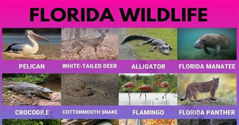 Florida Wildlife: List of 20 Animals That Live In Florida with Interesting Facts - Visual Dictionary