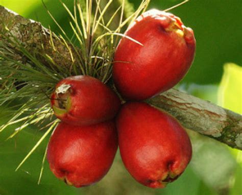 Syzygium Malaccense, Makopa, Mountain Apple, Jambu Bol, Malay Rose Apple Efficacy for Health ...