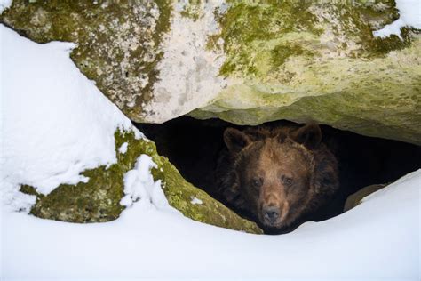Grizzly Bear Hibernation
