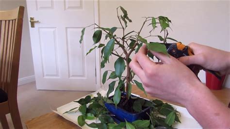 Pruning And Defoliating A Ficus Bonsai - YouTube
