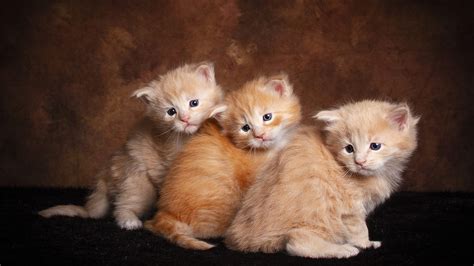 Cute Brown Cats Are Sitting On Floor In Brown Background HD Kitten Wallpapers | HD Wallpapers ...