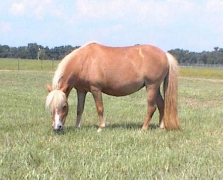 chestnut horses