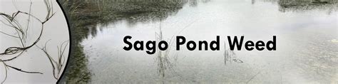 Weed ID: Sago Pond Weed | Sanco Industries