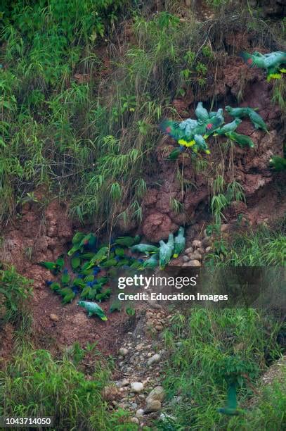 20 Blue Headed Pionus Stock Photos, High-Res Pictures, and Images ...