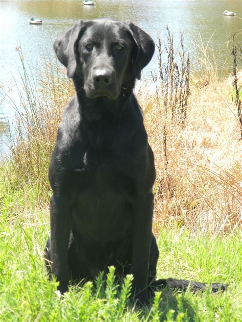 Black Labrador Retriever Hunting - Viewing Gallery | Black labrador retriever, Labrador ...