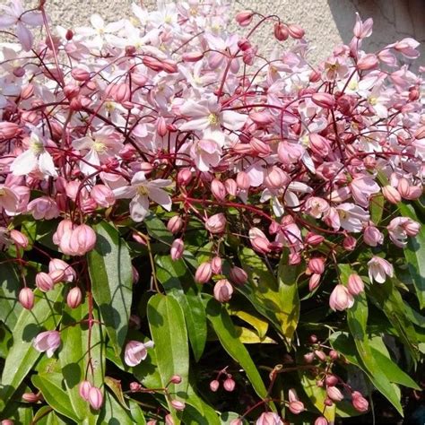 Clematis armandii Apple Blossom - Scented Evergreen Spring Flowering ...