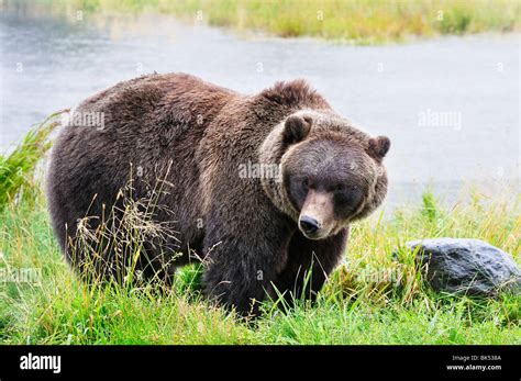 Grizzly Bear, Kenai Wildlife Preserve, Kenai Peninsula, Alaska, USA Stock Photo - Alamy