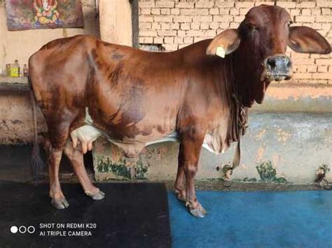 Sahiwal Cow at Best Price in Karnal, Haryana | Vijay Dairy Farm