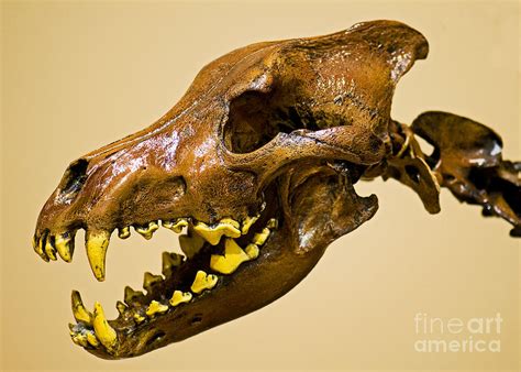 Dire Wolf Skull Fossil Photograph by Millard H. Sharp