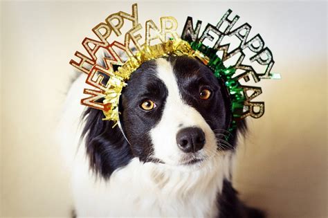 ISDF wishes everyone a very happy New Year’s Eve. – International Street Dog Foundation