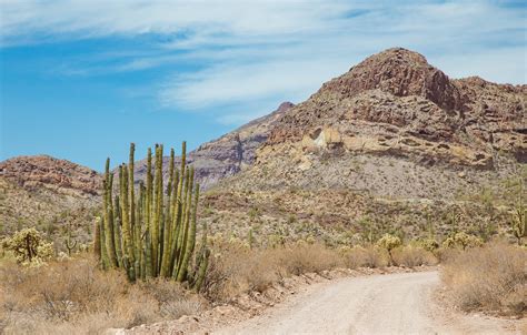 Cacti in Arizona – Cat Sparks Photography